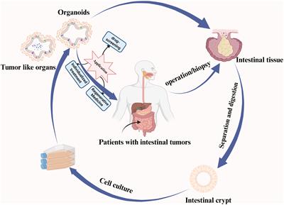 Intestinal organoid modeling: bridging the gap from experimental model to clinical translation